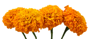 Marigold