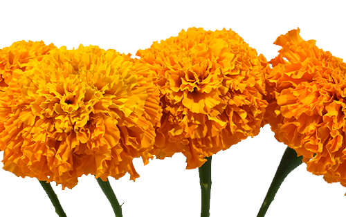 Marigold Orange