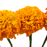 Marigold Orange