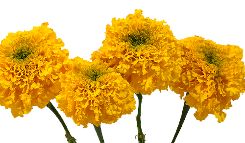 Marigold Yellow