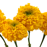 Marigold Yellow