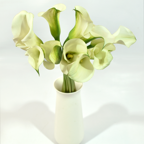 Mini Calla White