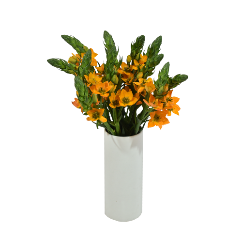 Ornithogalum Orange