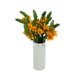 Ornithogalum Orange-