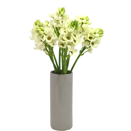 Ornithogalum White