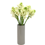 Ornithogalum White