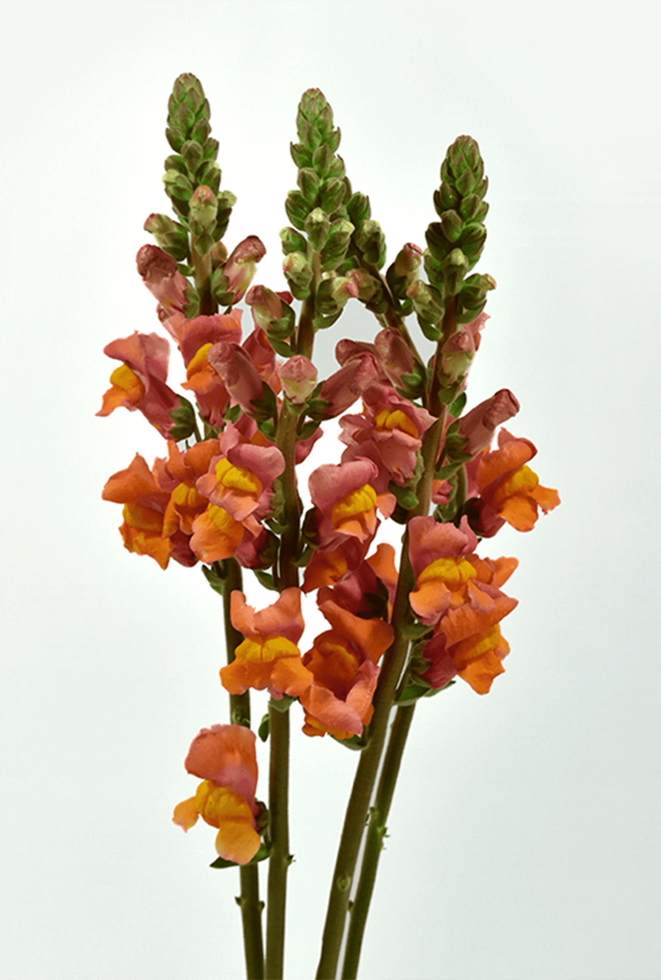 snapdragon-orange-agrogana