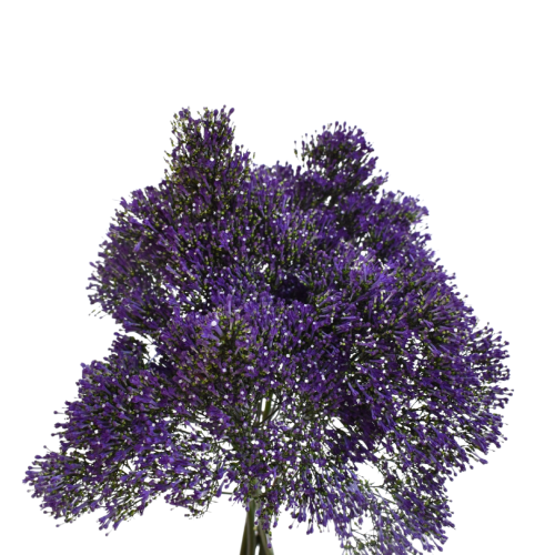 TRACHELIUM BLUE