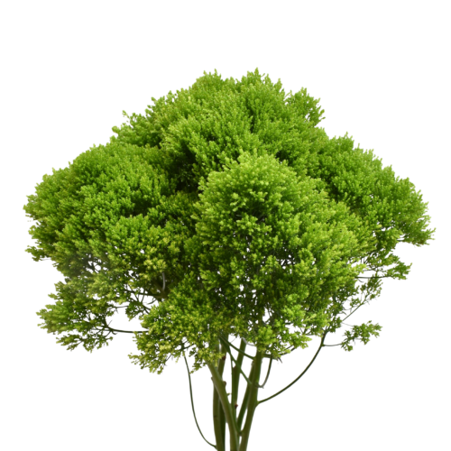 TRACHELIUM GREEN