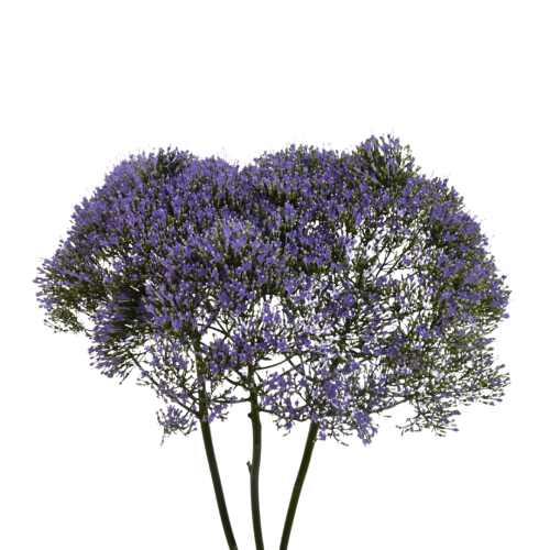 TRACHELIUM PURPLE
