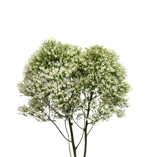 TRACHELIUM WHITE