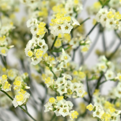 Limonium Piña Colada