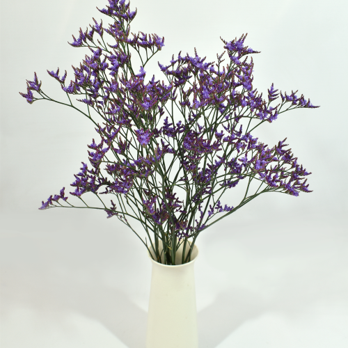 Limonium Shooting Star