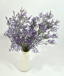 Limonium