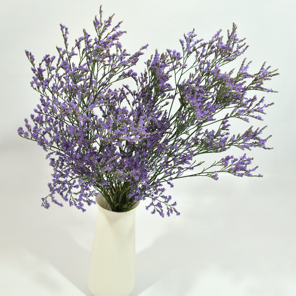 Limonium