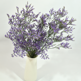 Limonium Sky Light