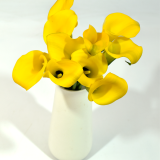 Mini Calla Yellow