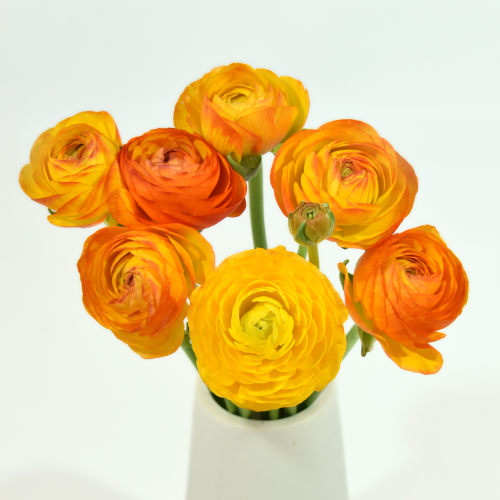 Ranunculus Amadine Picotee