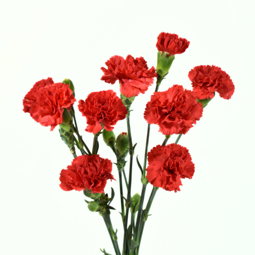 Mini Carnation Aragon