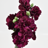 Mini Carnation Vinium