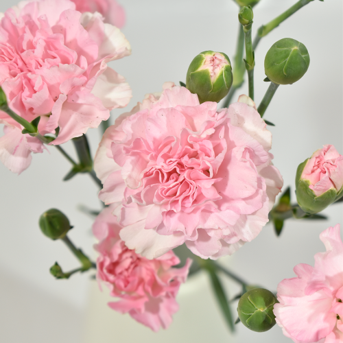 Mini Carnation Roxanne