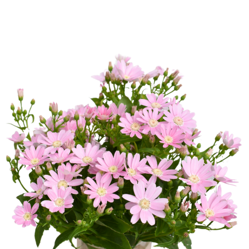 Pericallis Light Pink