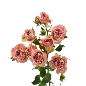 Spray Roses
