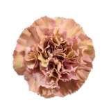 BICOLOR, CARNATION, CLAVEL, BABYLON