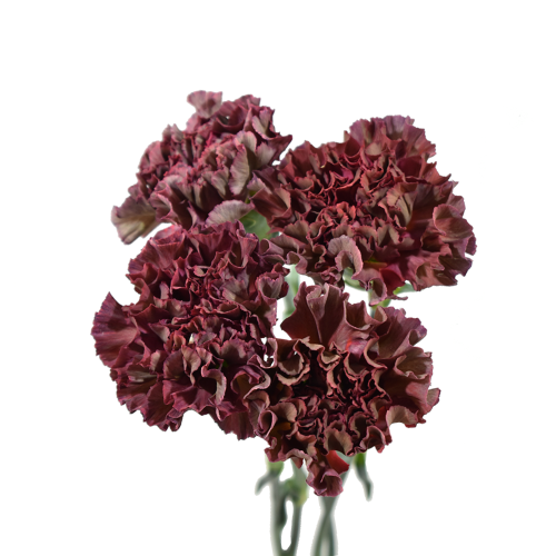 CARNATION Chroma Thrill