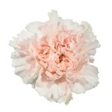 CLAVEL LIGHT PINK, CARNATION, HANOI