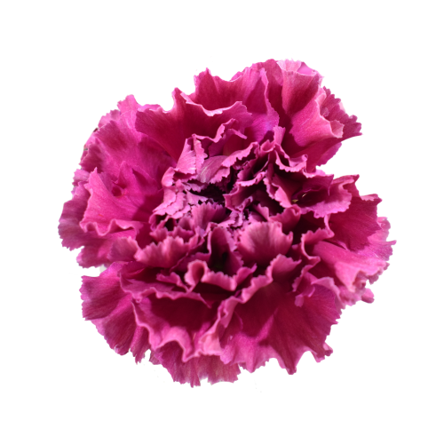 CARNATION MERLETTO PURPLE