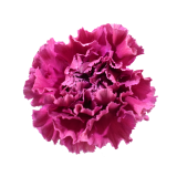 purple carnation, clavel purpura, morado