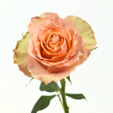 ORANGE ROSE, CARPEDIEM