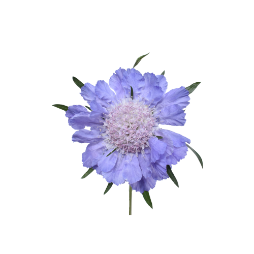 Caucasian Scabiosa Deep Blue