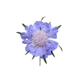 lavender scabiosa, caucasian blue,