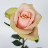 ABSOLUTE PINK, LIGHT PINK ROSE