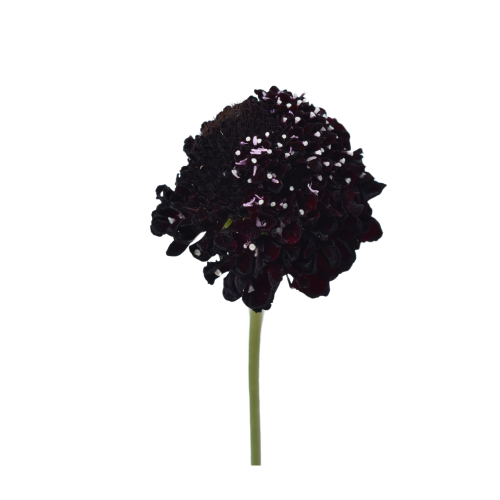 Dark Purple Scabiosa