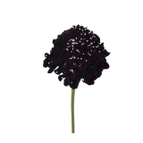 scabiosa dark purple, escabiosa, focal scoop, black scabiosa