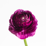 Elegance Malva, ranunculus, malva, purple, dark purple