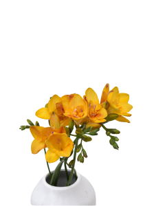 Freesias