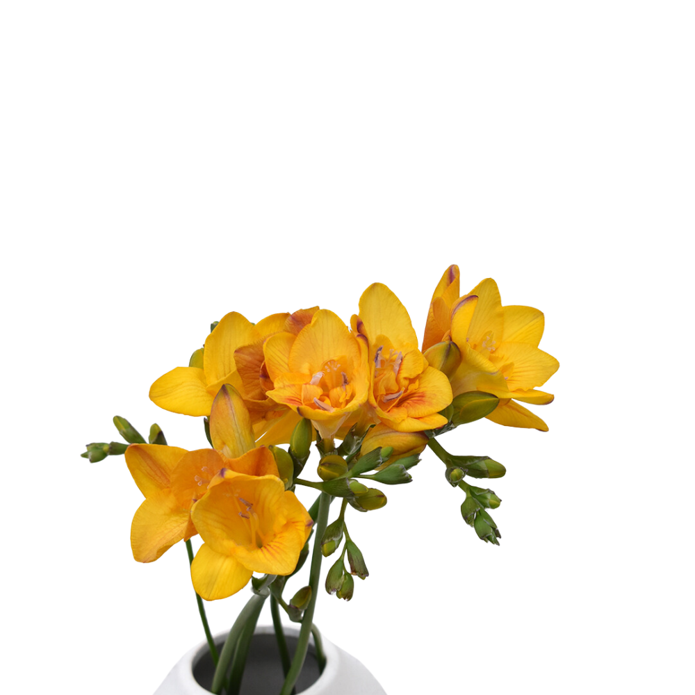 Freesias