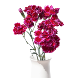 FIORINO, PURPLE, BURGUNDY, DIANTHUS HOT PINK