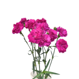 DIANTHUS PURPLE, FIORINO PURPLE