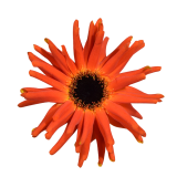 Mini gerbera Pastini emilia, emilia, bicolor, orange, red, yellow