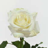 WHITE ROSE