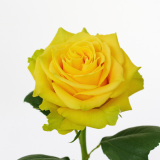 yellow rose, yellow, rose