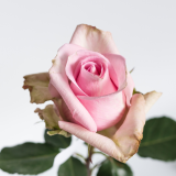 Light pink rose