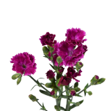 lilliput, purple, dianthus, forever