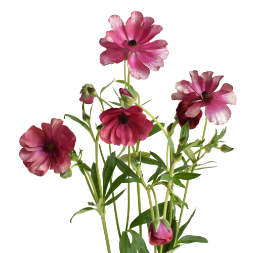 MARIPOSA MAGICAL RASPBERRY