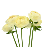 Ranunculus romance hydra, hydra, romance cream